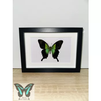 Papilio peranthus valódi lepke fekete keretben 
