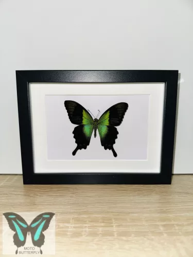 Papilio peranthus valódi lepke fekete keretben 