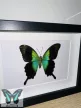 Papilio peranthus valódi lepke fekete keretben 