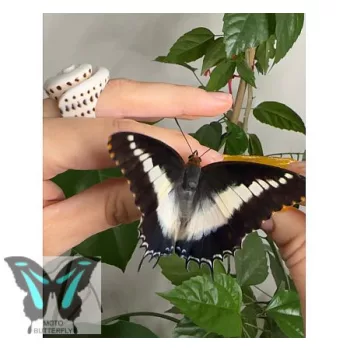 Charaxes brutus lepke báb
