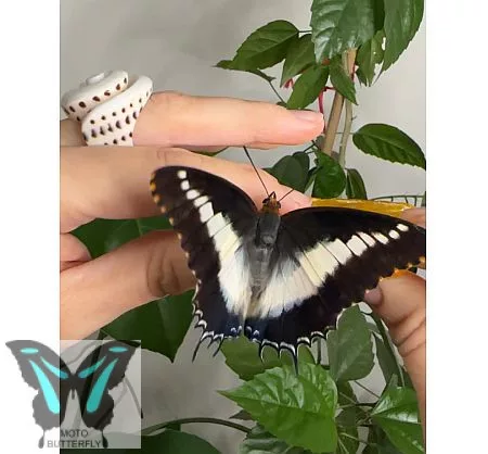 Charaxes brutus lepke báb