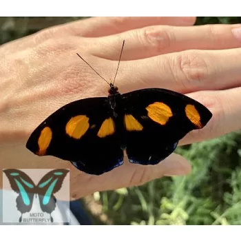 Catonephele numilia lepke báb