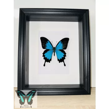 Papilio ulysses lepke fekete 3D keretben