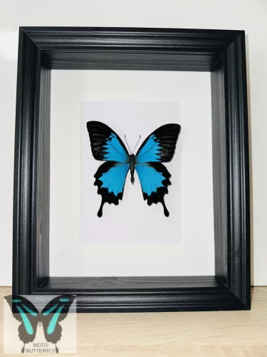 Papilio ulysses lepke fekete 3D keretben