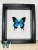 Papilio ulysses lepke fekete 3D keretben