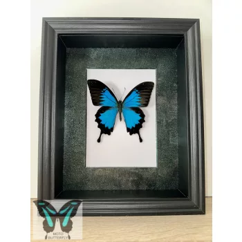 Papilio ulysses lepke fekete 3D keretben zöld rámával