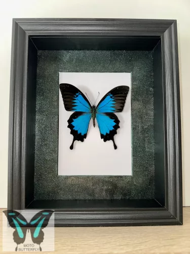 Papilio ulysses lepke fekete 3D keretben zöld rámával