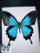 Papilio ulysses lepke fekete 3D keretben zöld rámával
