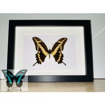 Papilio thoas valódi lepke fekete keretben