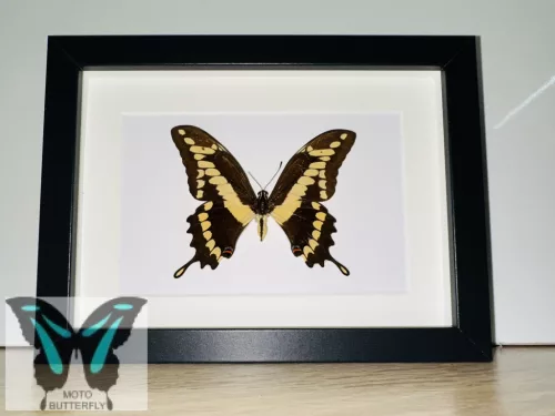 Papilio thoas valódi lepke fekete keretben