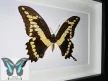 Papilio thoas valódi lepke fekete keretben