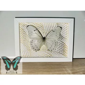 Morpho polyphemus valódi lepke fehér keretben