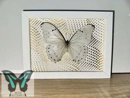 Morpho polyphemus valódi lepke fehér keretben