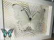 Morpho polyphemus valódi lepke fehér keretben