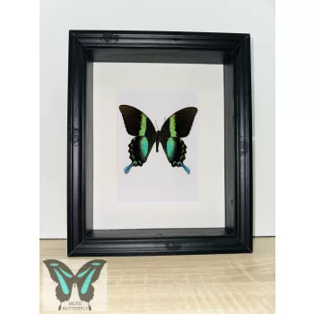Papilio blumei valódi lepke fekete keretben z