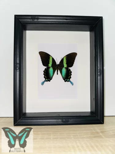 Papilio blumei valódi lepke fekete keretben z