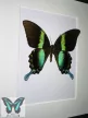 Papilio blumei valódi lepke fekete keretben z