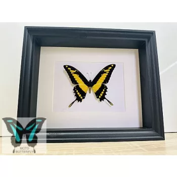 Papilio thoas valódi lepke fekete fekvő keretben