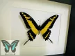 Papilio thoas valódi lepke fekete fekvő keretben