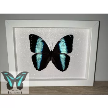 Morpho achilles lepke fekete keretben 