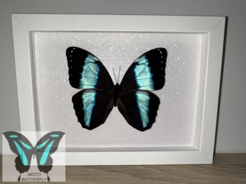 Morpho achilles lepke fekete keretben 