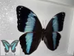 Morpho achilles lepke fekete keretben 