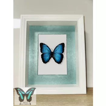 Morpho peleides valódi lepke fehér keretben vk_1