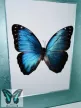 Morpho peleides valódi lepke fehér keretben vk_1