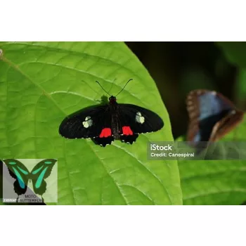 Parides iphidamas lepke báb