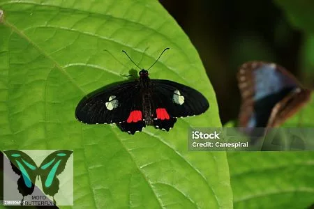 Parides iphidamas lepke báb