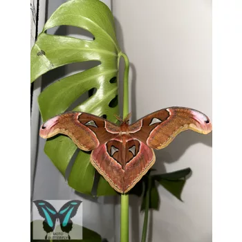 Attacus lorquinii éjjeli lepke báb