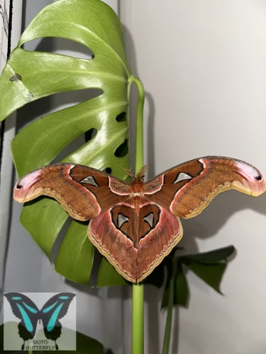 Attacus lorquinii éjjeli lepke báb