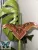Attacus lorquinii éjjeli lepke báb