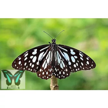 Danaus (Tirumala) limniace lepke báb