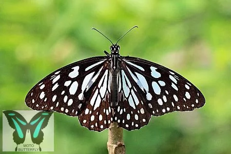 Danaus (Tirumala) limniace lepke báb