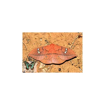 Cricula jordani- Trifenestrata  éjjeli lepkebáb