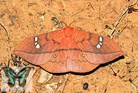Cricula jordani- Trifenestrata  éjjeli lepkebáb