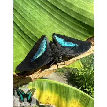 Archeoprepona demophon lepke báb