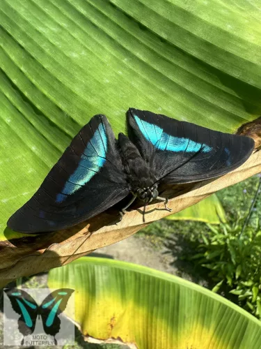 Archeoprepona demophon lepke báb
