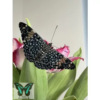 Hamadryas feronia lepke báb
