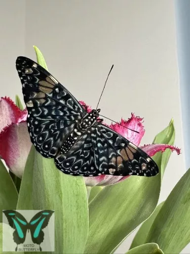 Hamadryas feronia lepke báb
