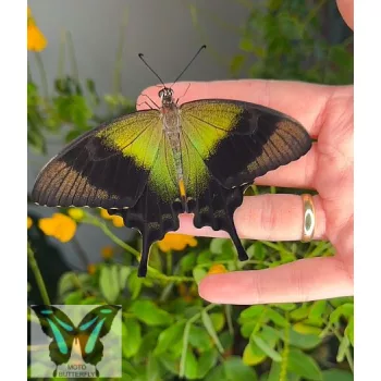 Papilio peranthus lepke báb
