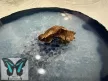 Pachliopta kotzebua lepke báb