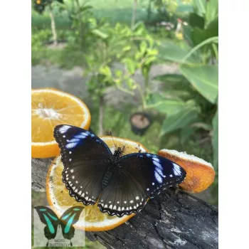Hypolimnus bolina lepke báb