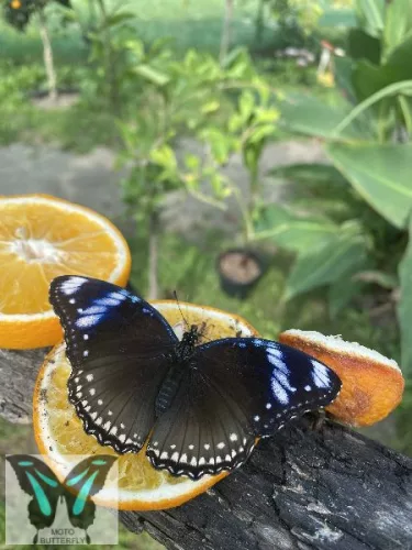 Hypolimnus bolina lepke báb