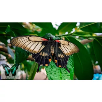 Papilio memnon lepke báb