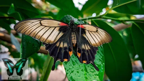 Papilio memnon lepke báb