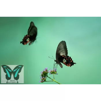 Papilio polytes lepke báb
