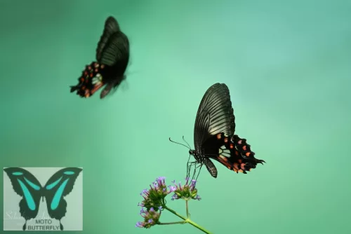 Papilio polytes lepke báb