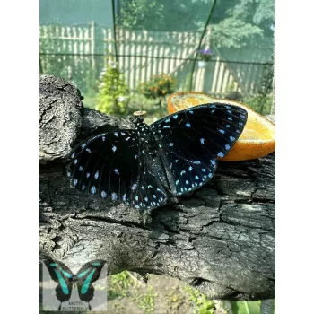 Hamadryas laodamia lepke báb
